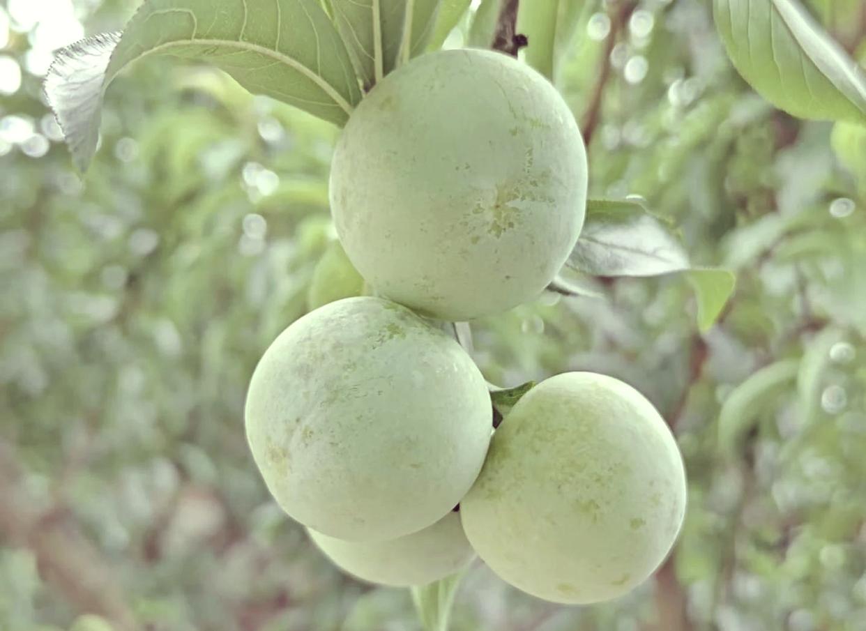 贵州铜仁，空心李的甜美之乡